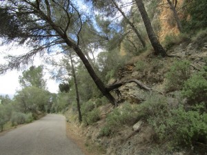 IMG_4441 (Medium)